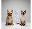 TOTAL DNA – Pet Edition | Η πιο αναλυτική γενετική ανάλυση για το σκυλάκι ή τη γατούλα σας (καταγωγή, υγεία & συμπεριφορά)