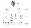 TOTAL DNA – Pet Edition | Η πιο αναλυτική γενετική ανάλυση για το σκυλάκι ή τη γατούλα σας (καταγωγή, υγεία & συμπεριφορά)