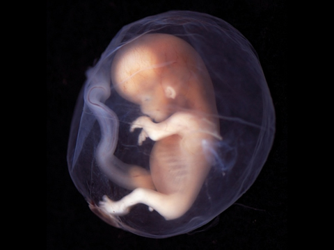 Η καρδιά του αναπτυσσόμενου μωρού αρχίζει να αντλεί αίμα στις έξι εβδομάδες