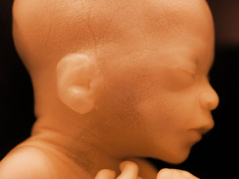 Οι δυνατοί θόρυβοι μπορούν να βλάψουν την ακοή ενός εμβρύου
