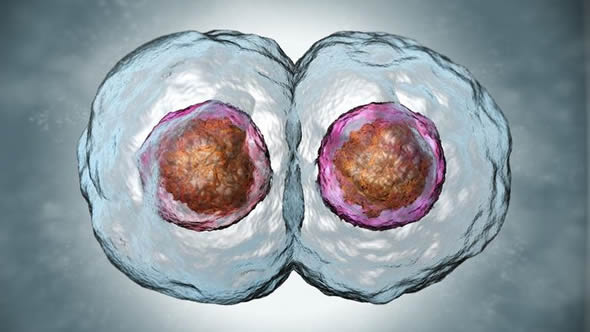 Εμβρυϊκά βλαστικά κύτταρα