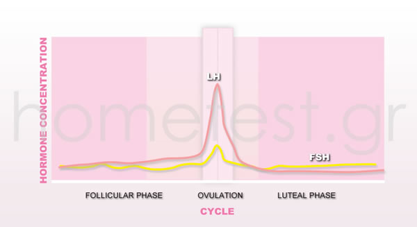 Hormone Chart