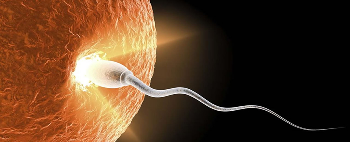 Sperm fertilizes egg