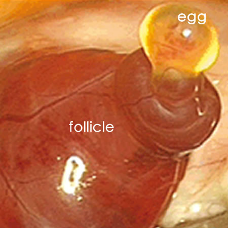 The Moment Of Ovulation