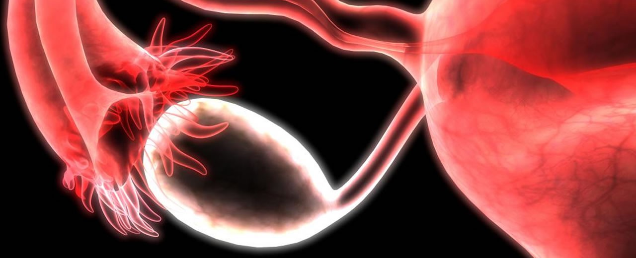 Η ζωή των ωοθυλακίων και πώς επιλέγεται το κυρίαρχο για την ωορρηξία