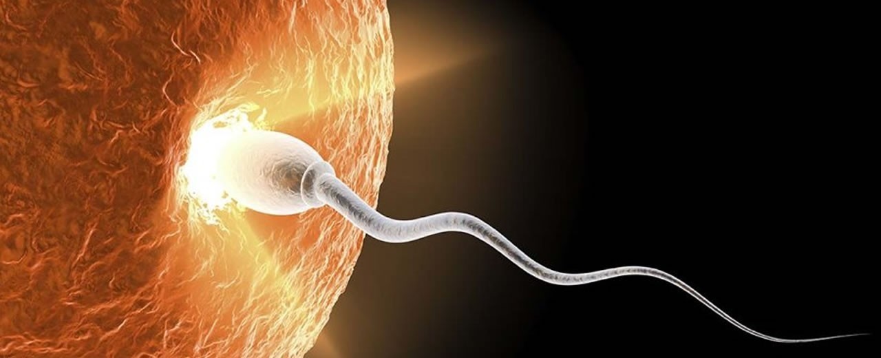 The world-famous Sperm Meets Egg Plan (SMEP) 