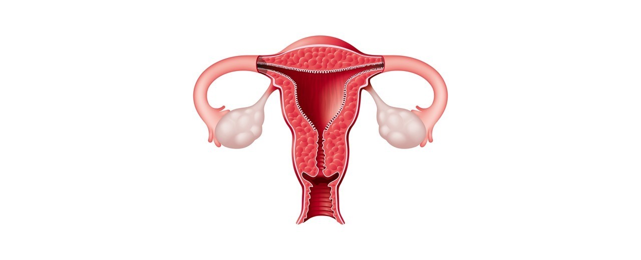 A look inside your uterus at fertilization