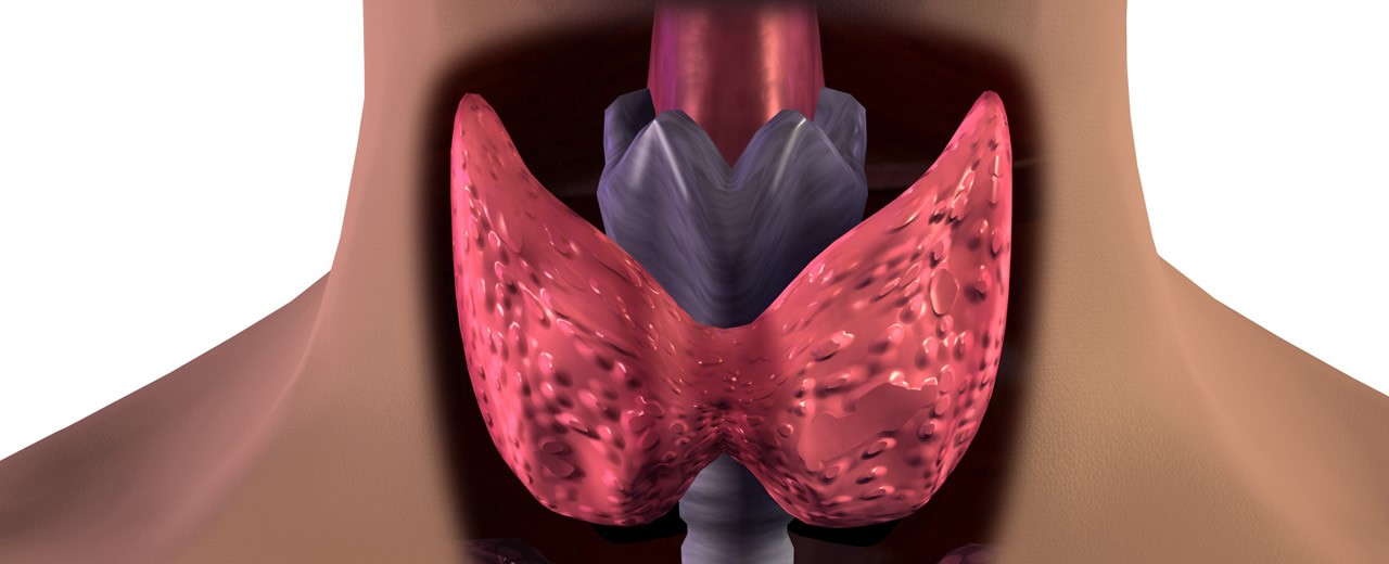 Thyroid, fertility and ovulation