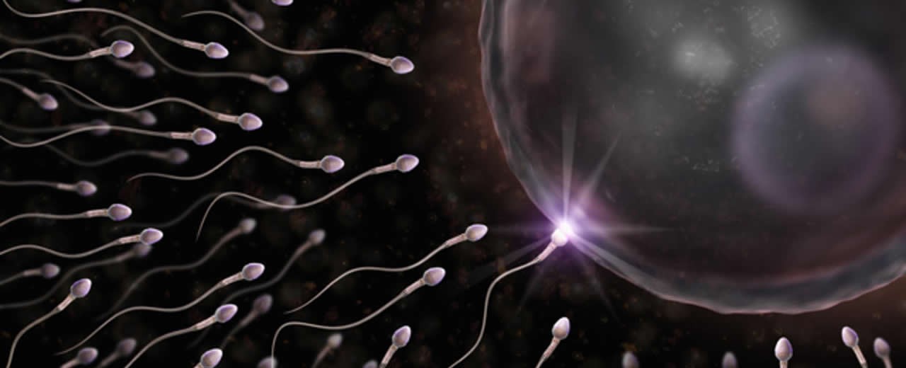 Πόσο καιρό ζει το σπέρμα και πόσο το ωάριο;
