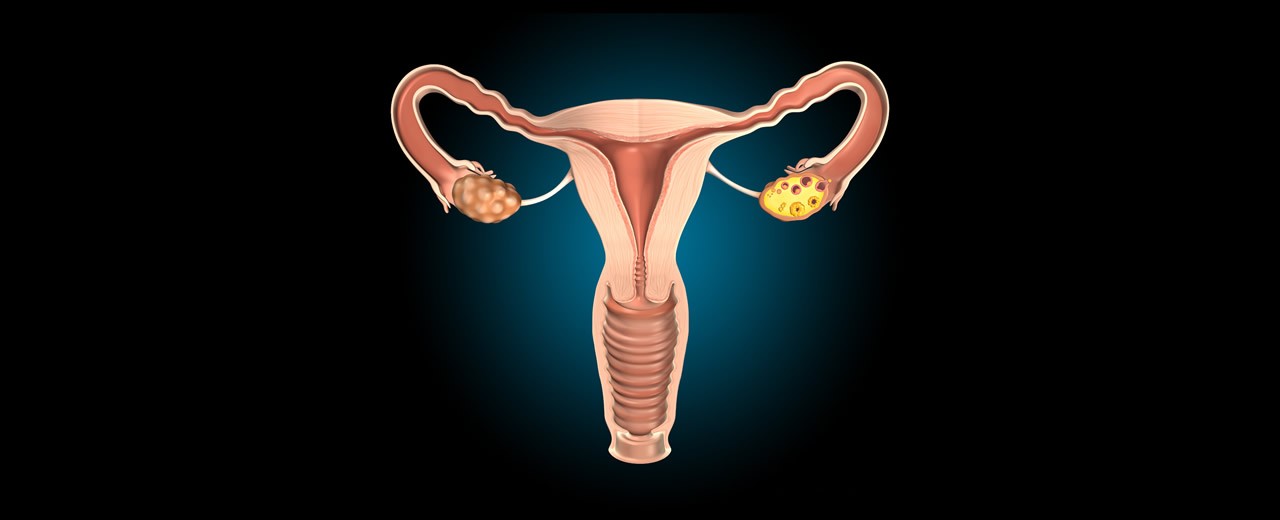 Inner genitals and ovulation