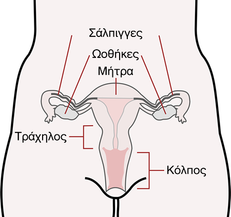 Γυναικείο αναπαραγωγικό σύστημα