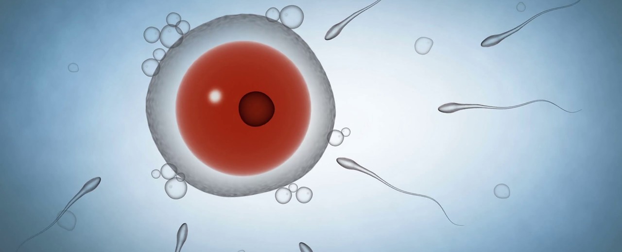 Why are millions of sperm needed, while only one will fertilize the egg?